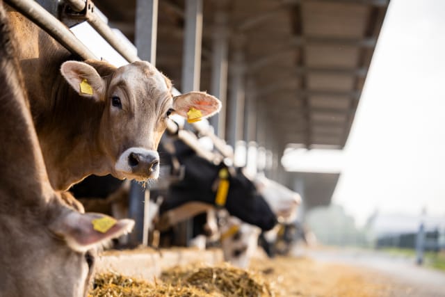 Agriculture 