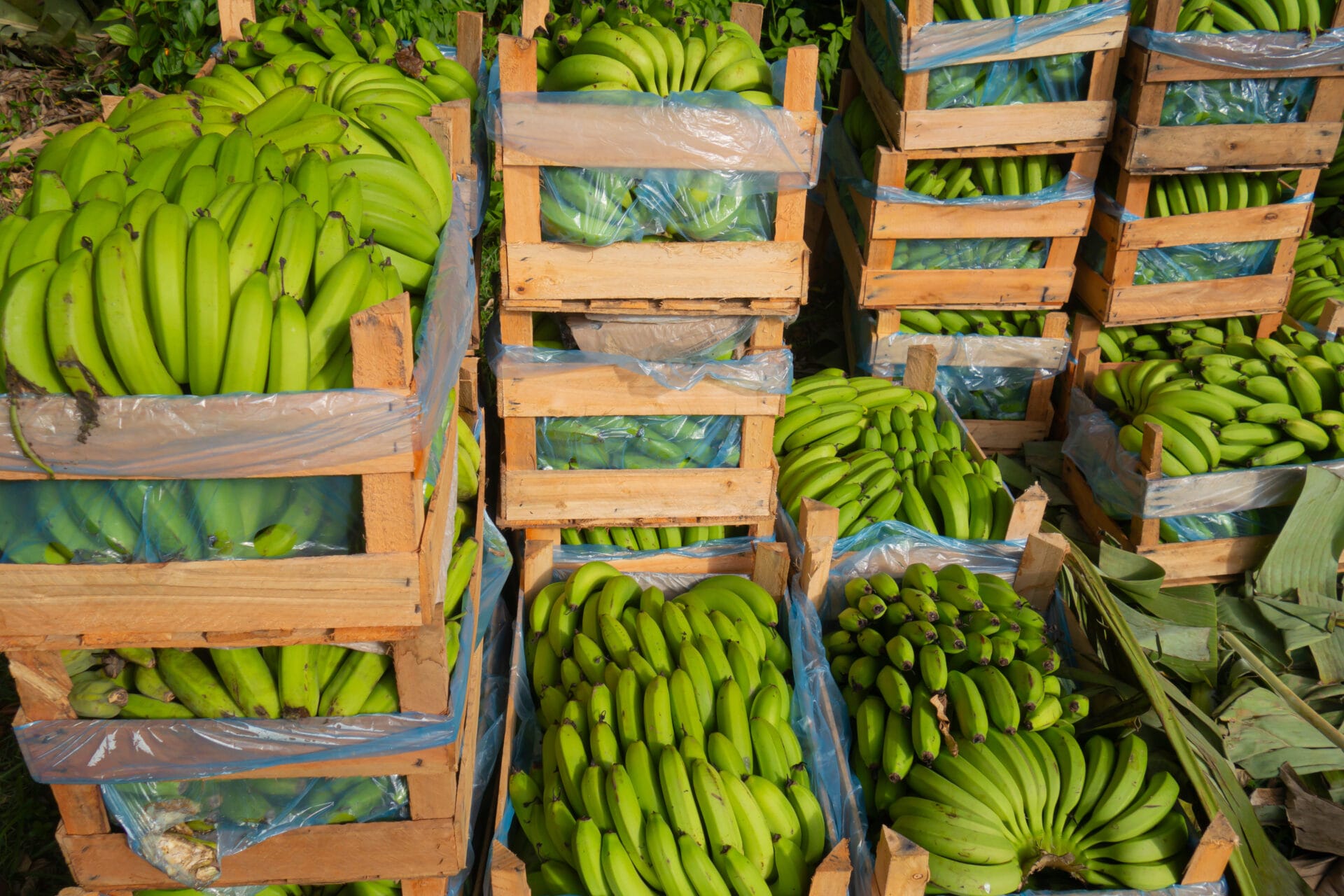 boxes of green bananas being ripened