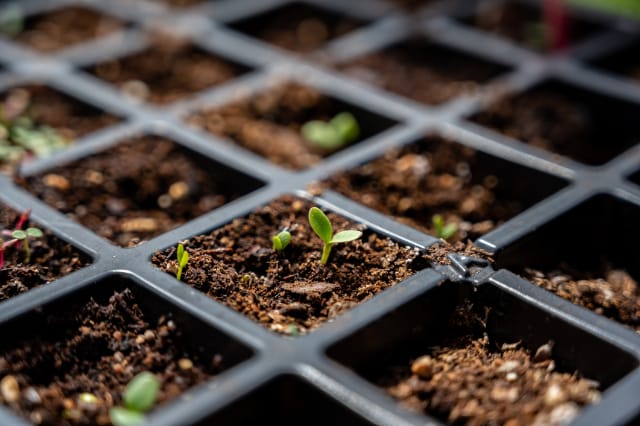Seed Coolers