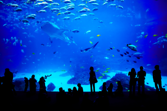 Aquarium Conference