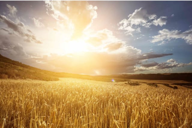 Agriculture